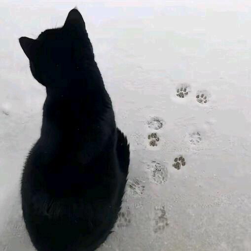 小凯