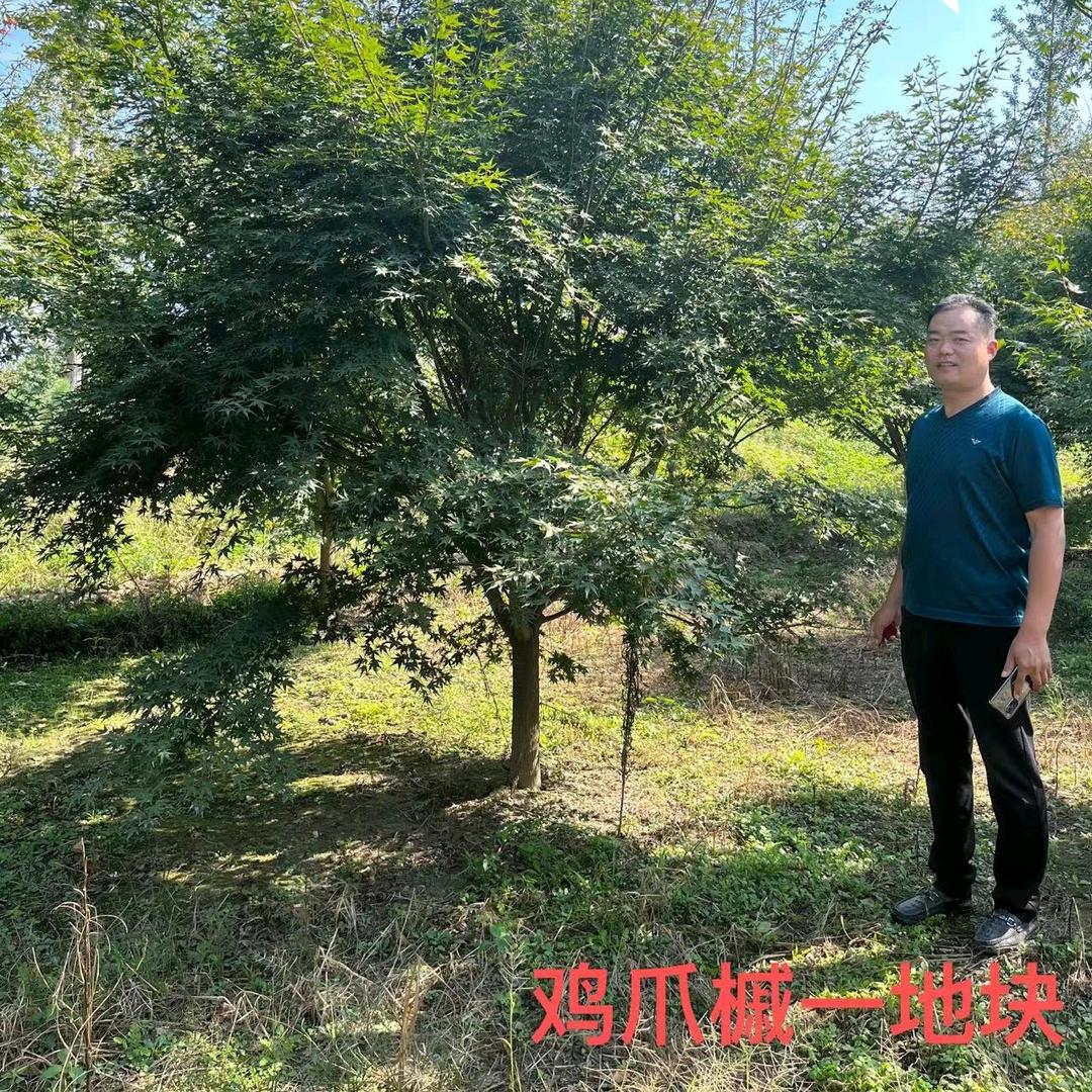 郯城县鑫森种植农民专业合作社