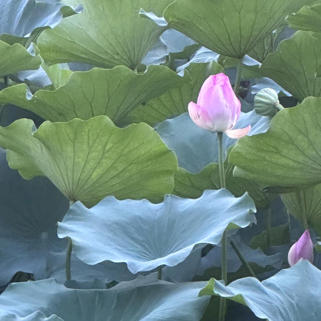 荣