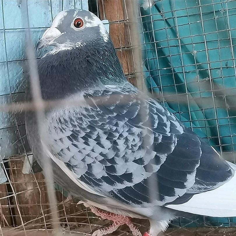 Secret  Dovecote隐秘鸽手