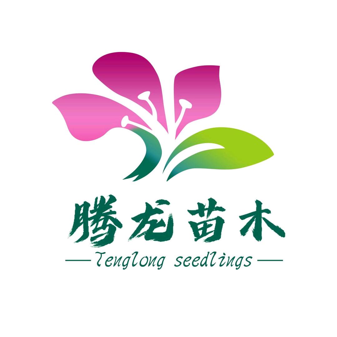 腾龙苗木