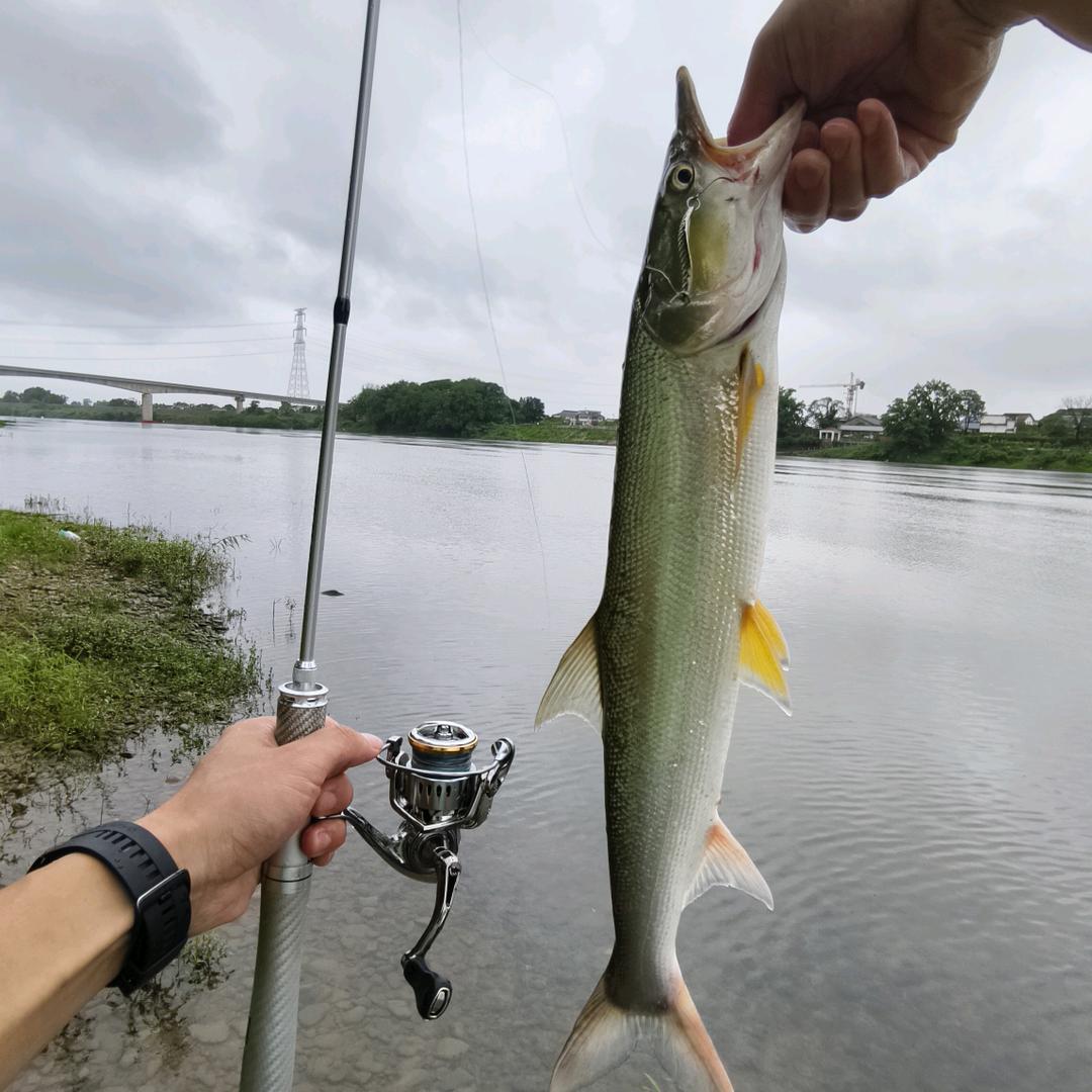 小鱼先生Lure 🎣