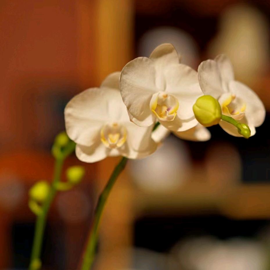 人间草木茶