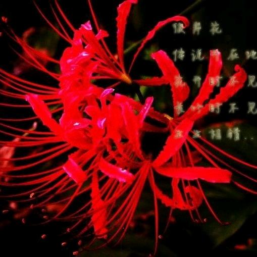 🌹刘海云🌹