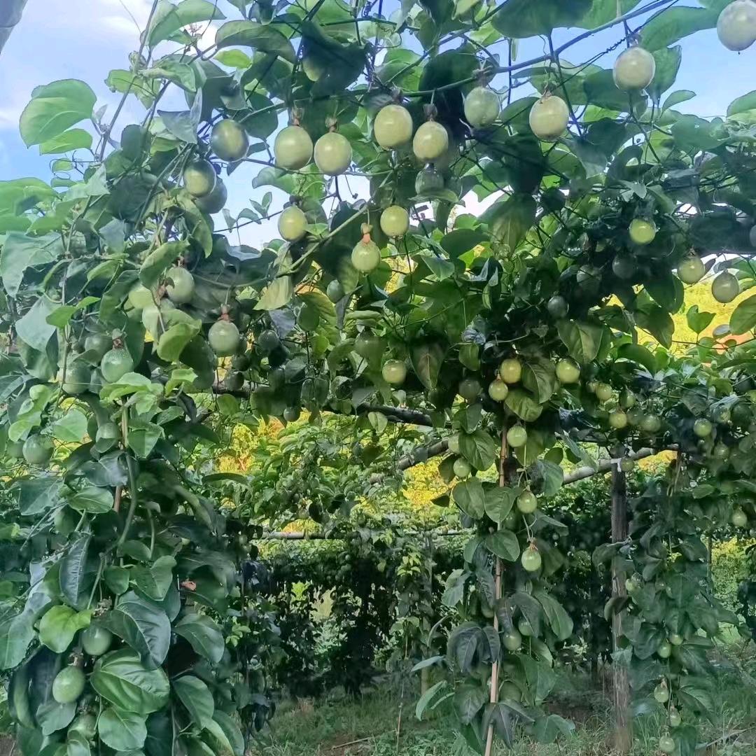 海海御花园果树苗木专营店