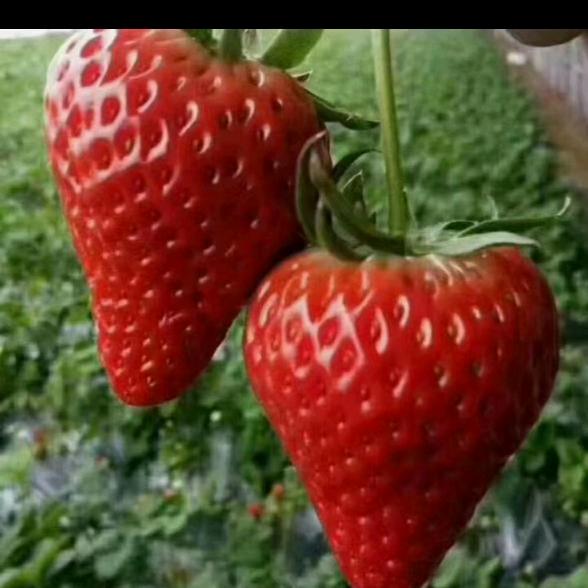 丹东九九草莓🍓（毛毛）