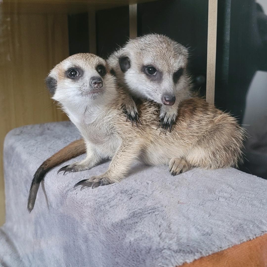 李琦家的宠物