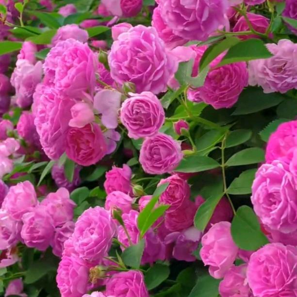 九十九朵玫瑰花🌹🌹🌹🌷🌷🌷