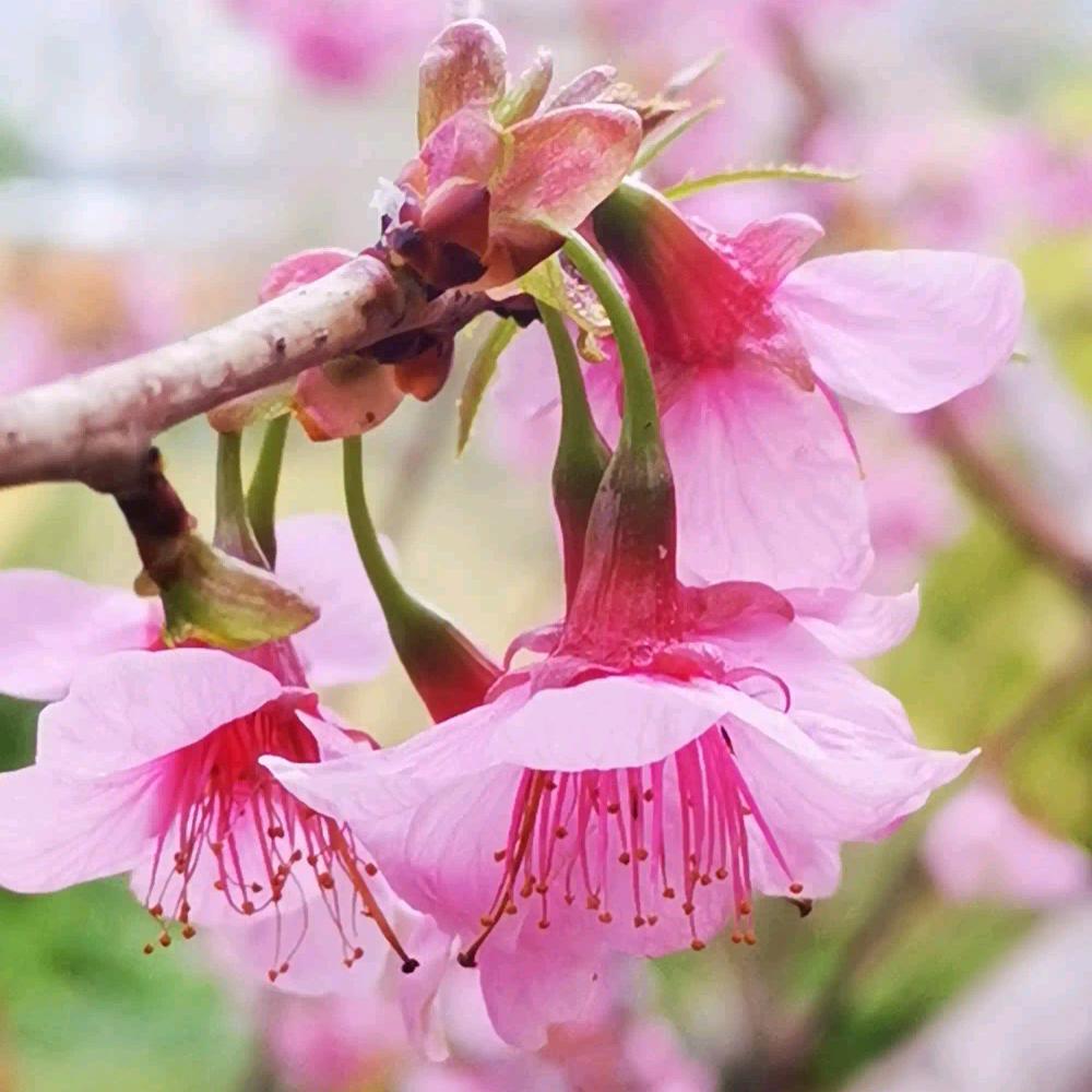 ╮别🌸ꦿ碰᭄我🦋心ꦿᩚ