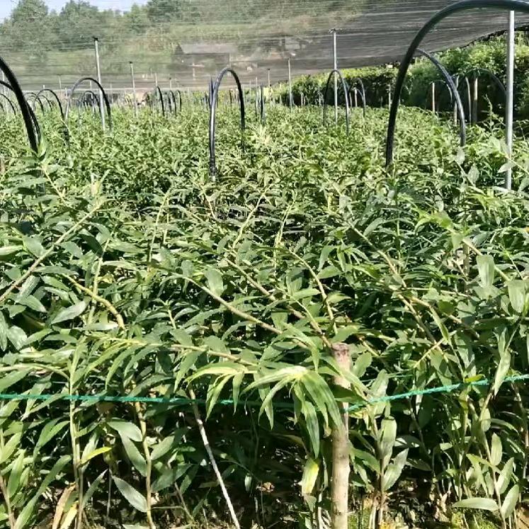 百香果