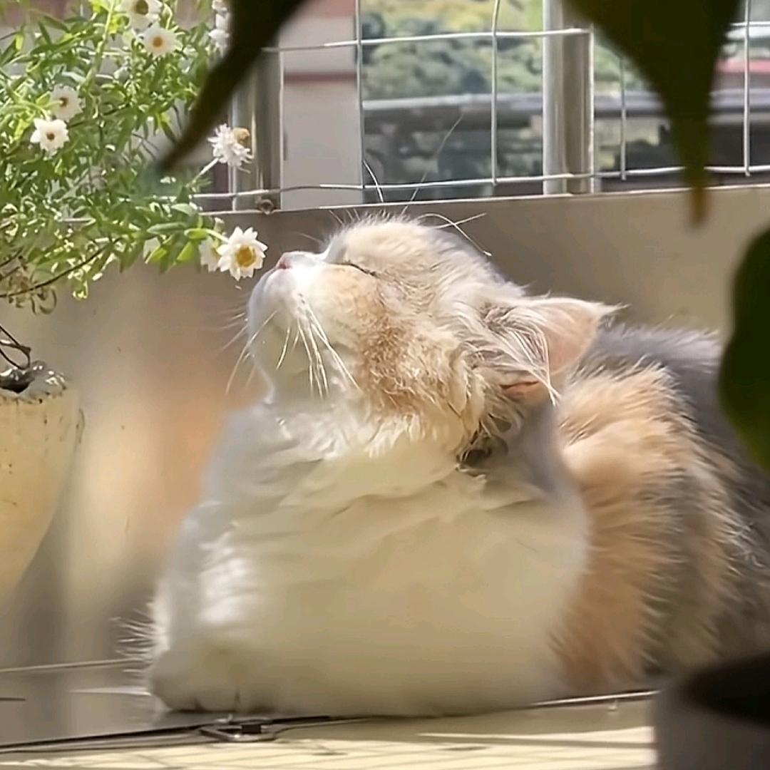 不知道啊|ω・）