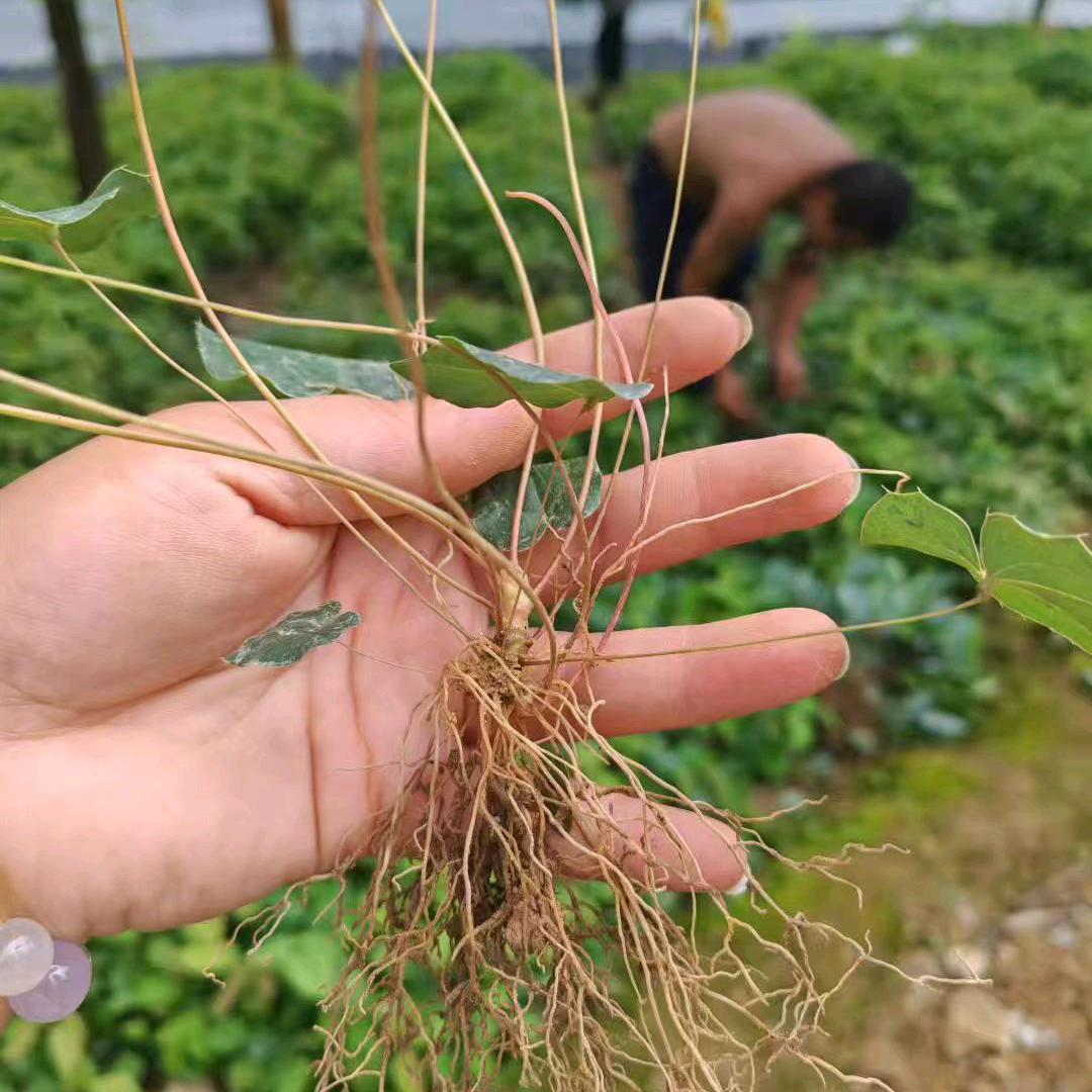 圆姐药材种植