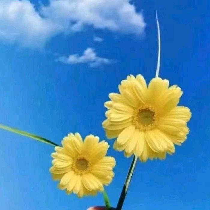 ꧁微笑💞向暖ᝰ꧂