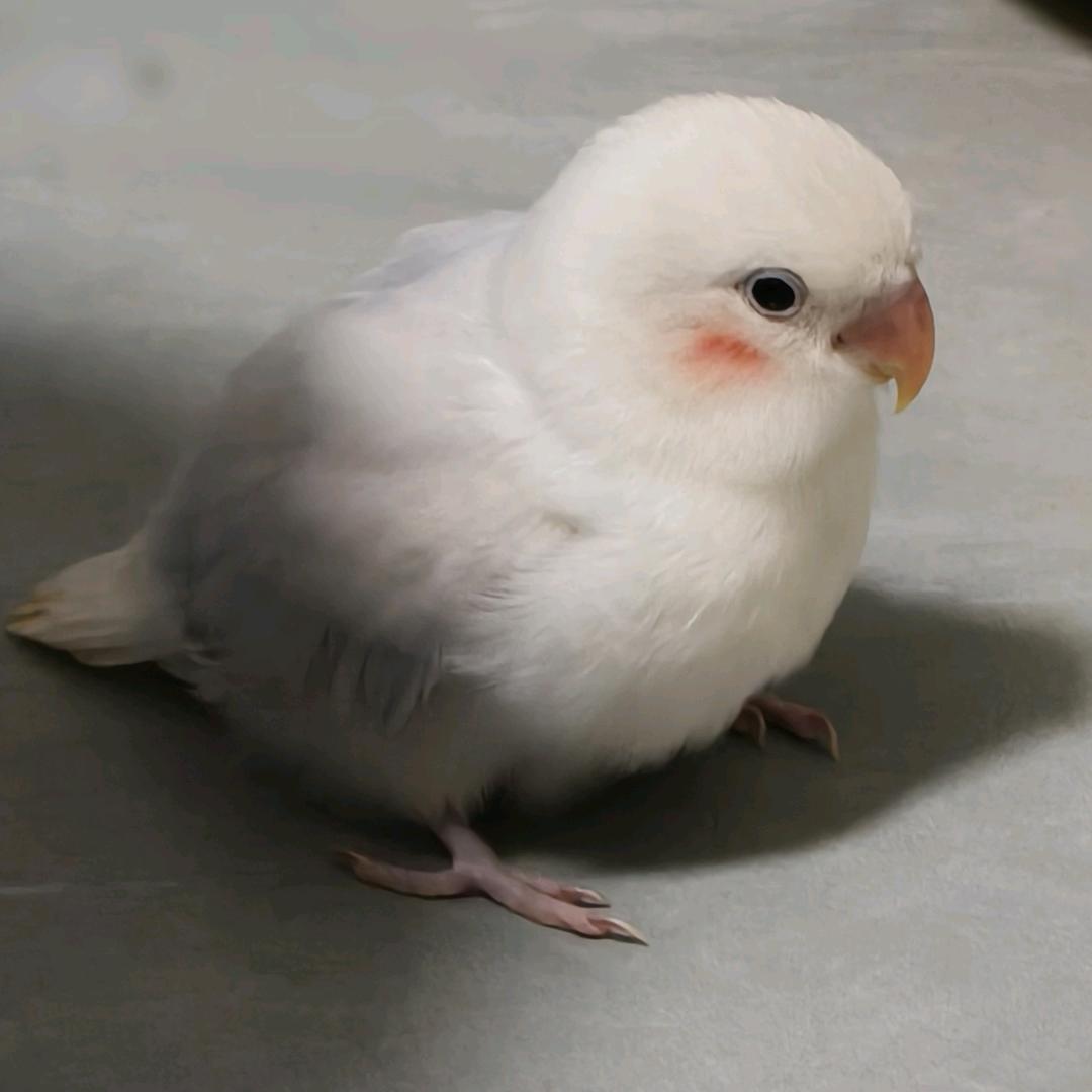 柚子