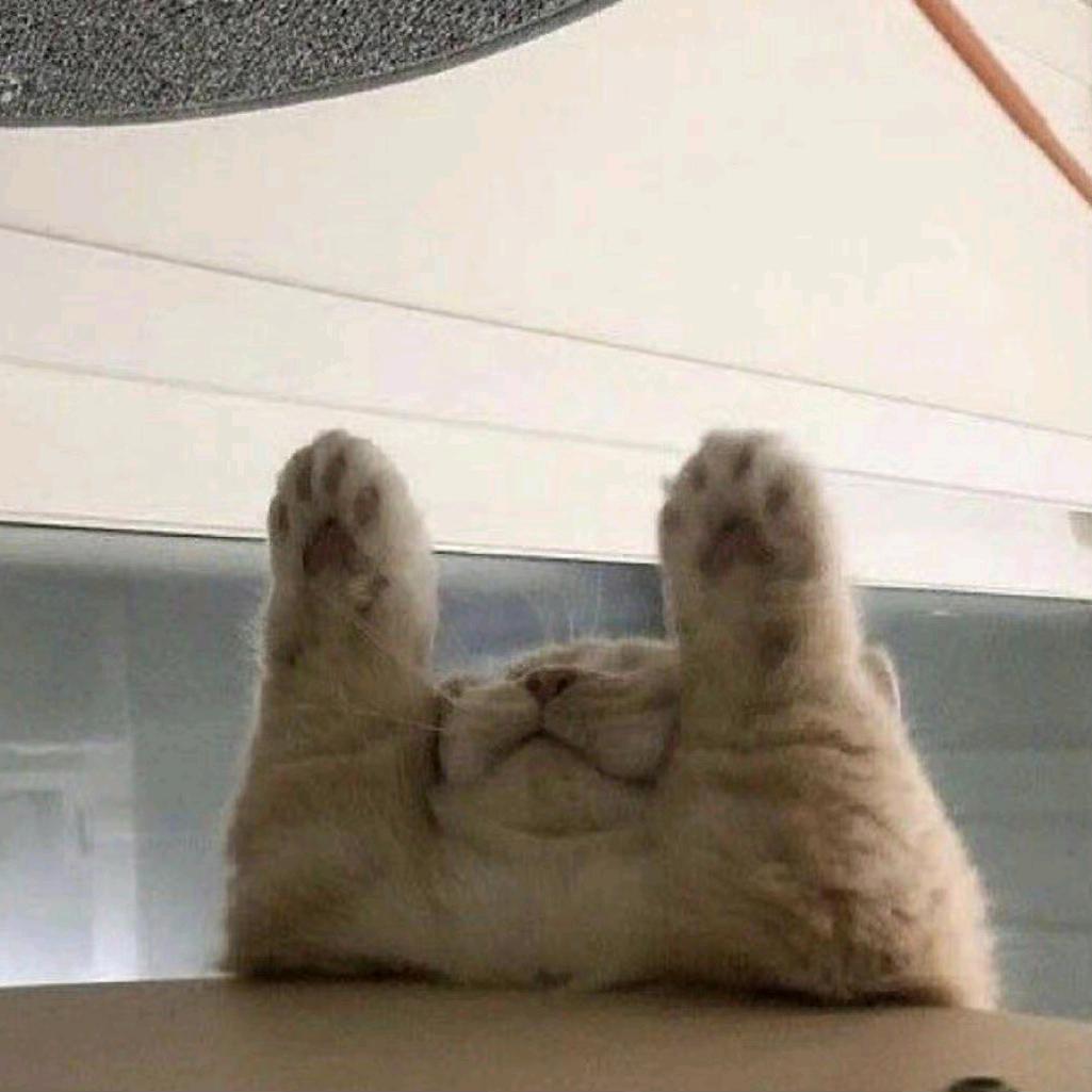 想养只猫