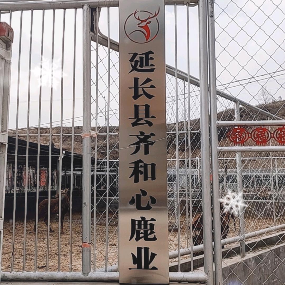 拓跋使者