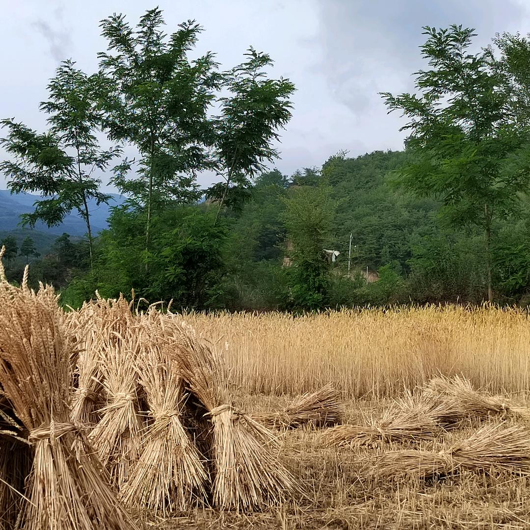 凭几看鱼乐（一直偏爱数学）