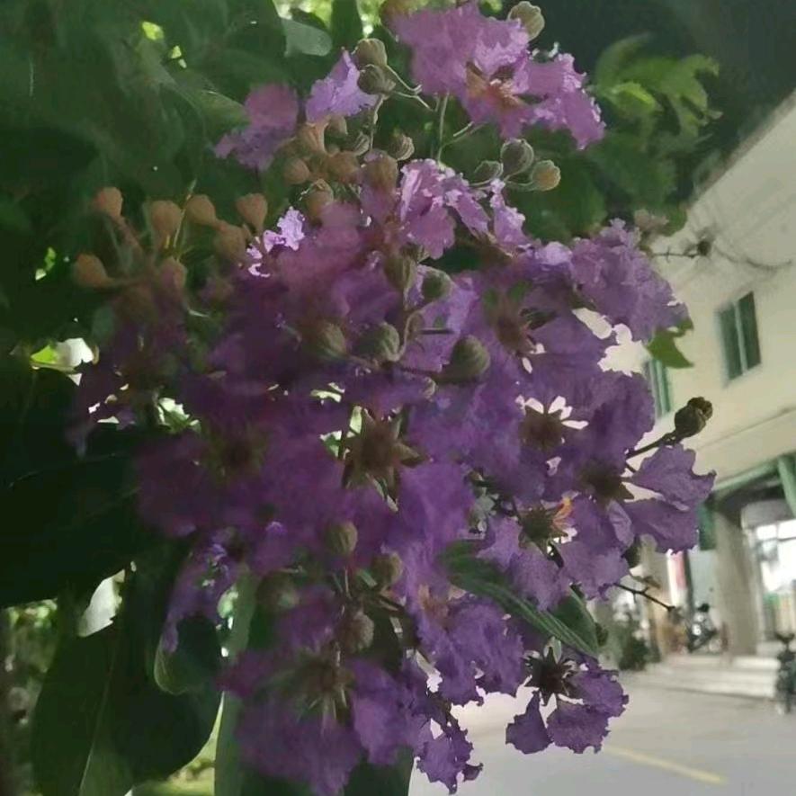 清新雅致