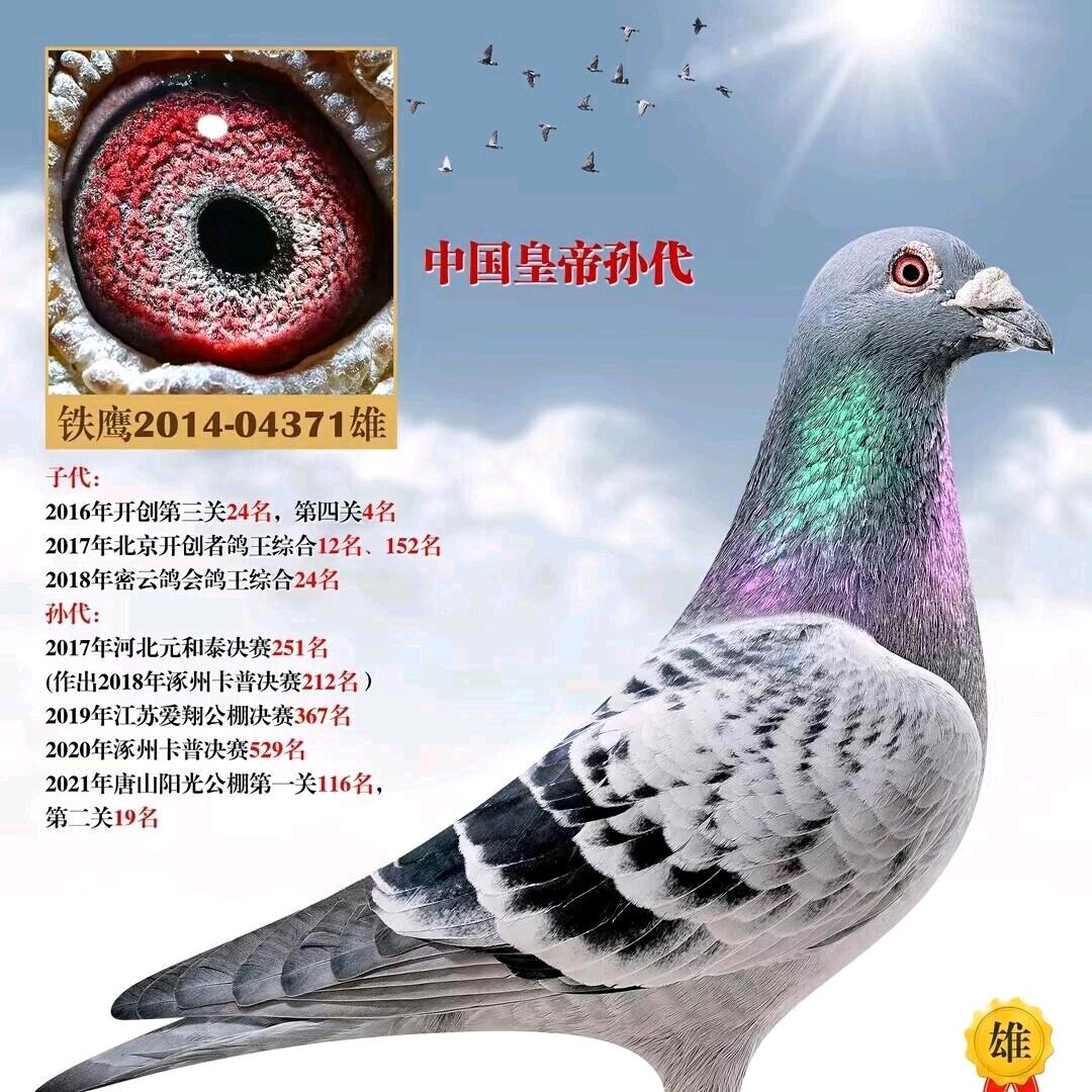 种鸽基地