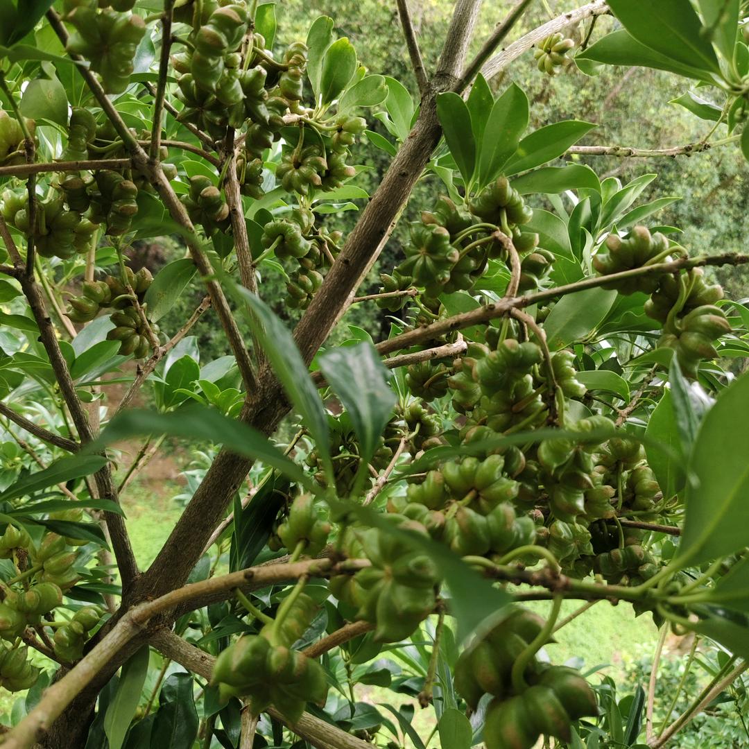七哥老树嫁接改良