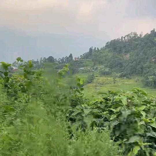 远方的思念🐹🍇