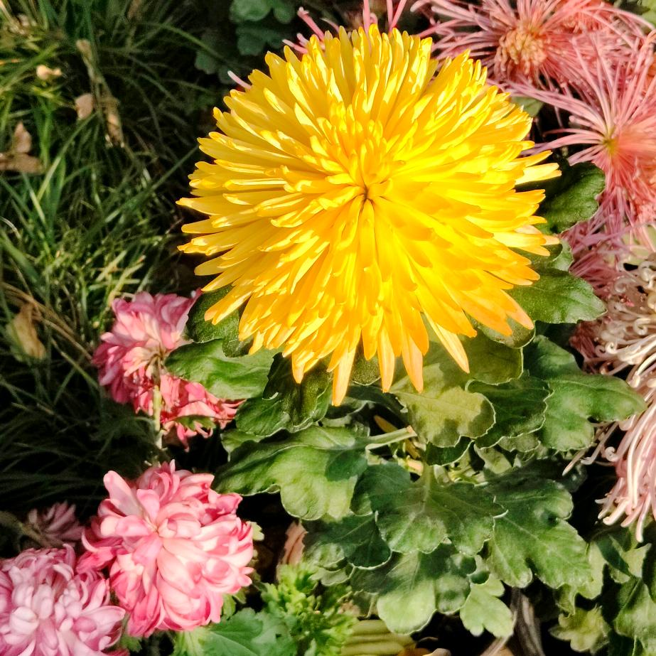 ^o^笑看人生《75兔》（谢绝连赞）