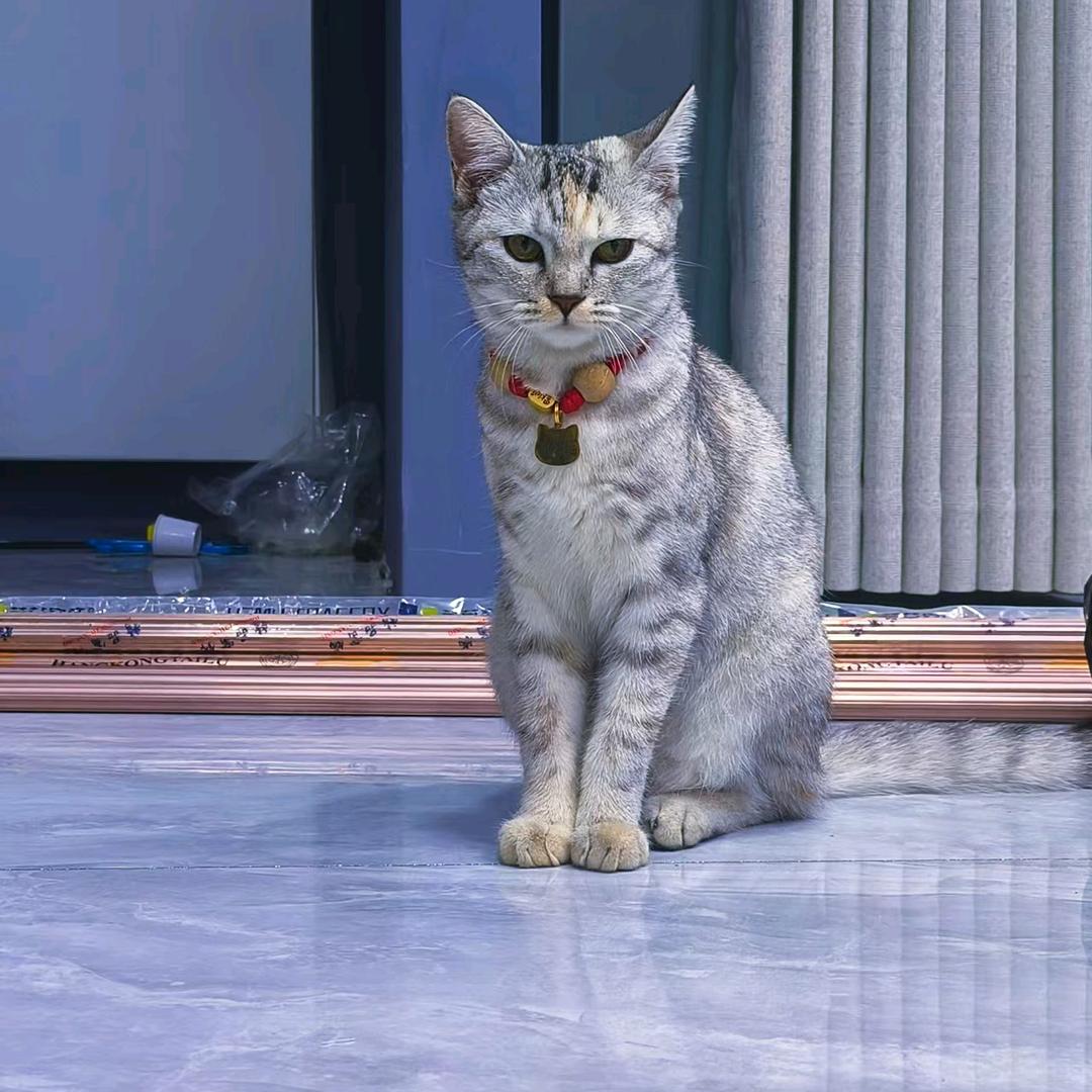 孙小喵和球球