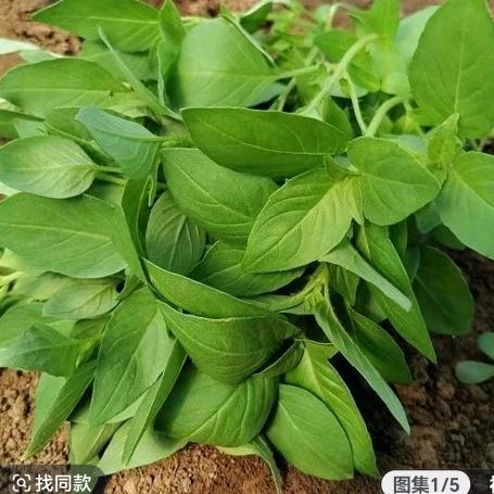 圆满妈妈