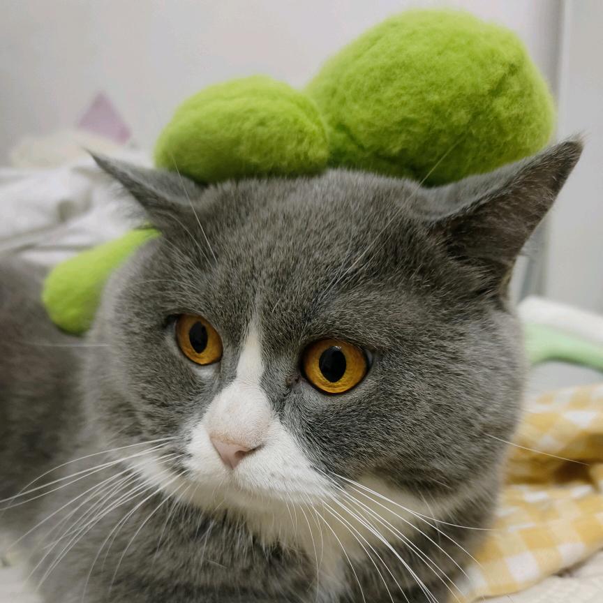 嘻嘻