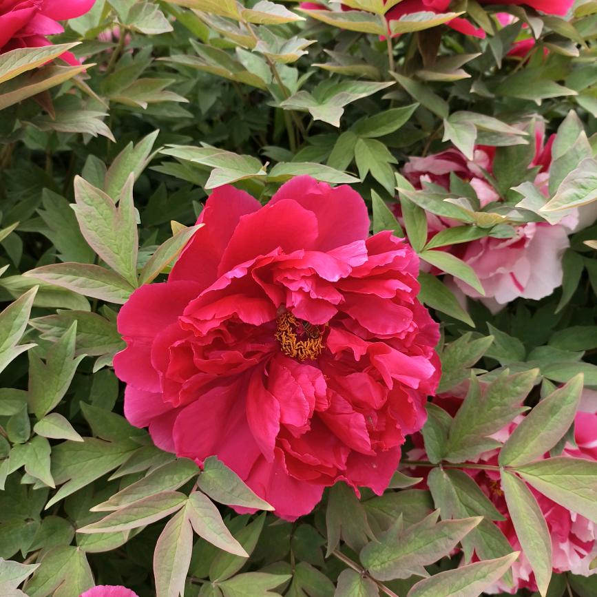 喝水只喝凉白开