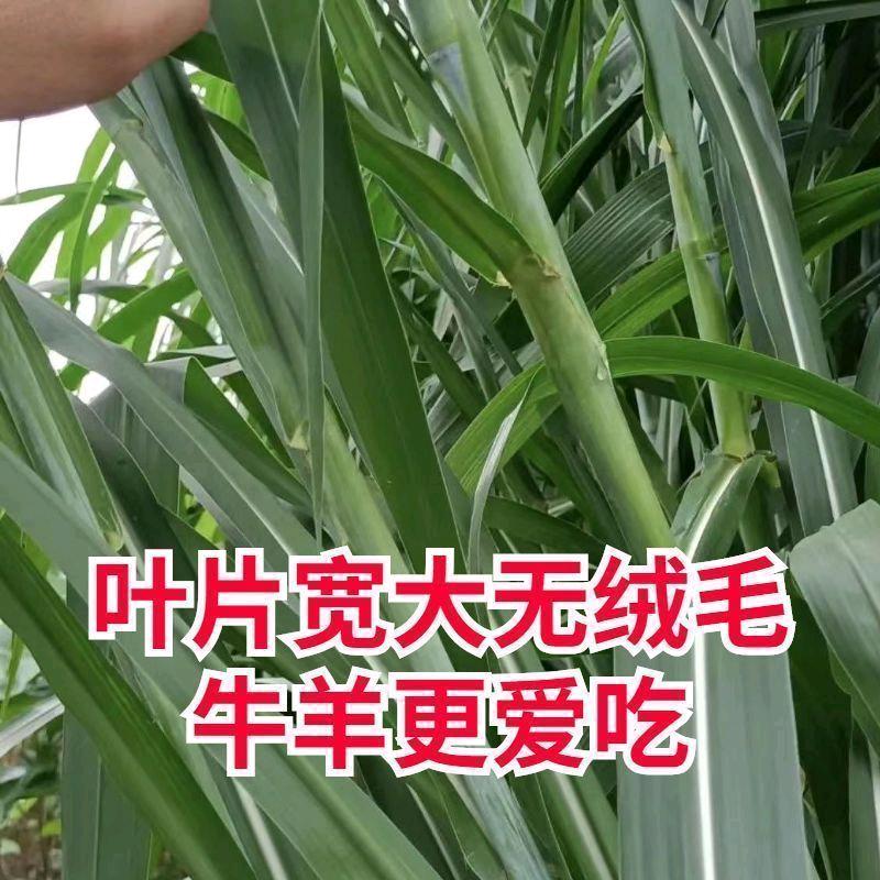 亿程牧草
