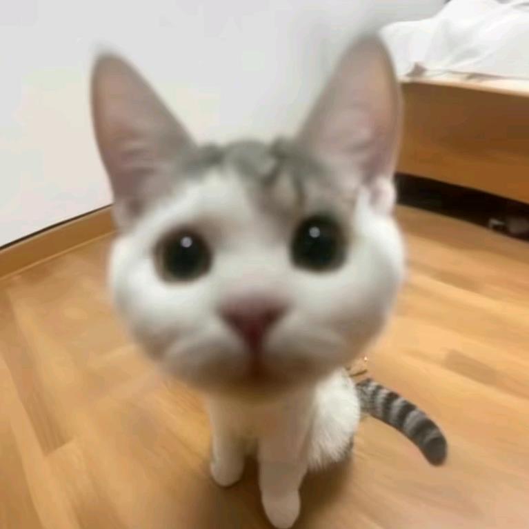 Bob菜