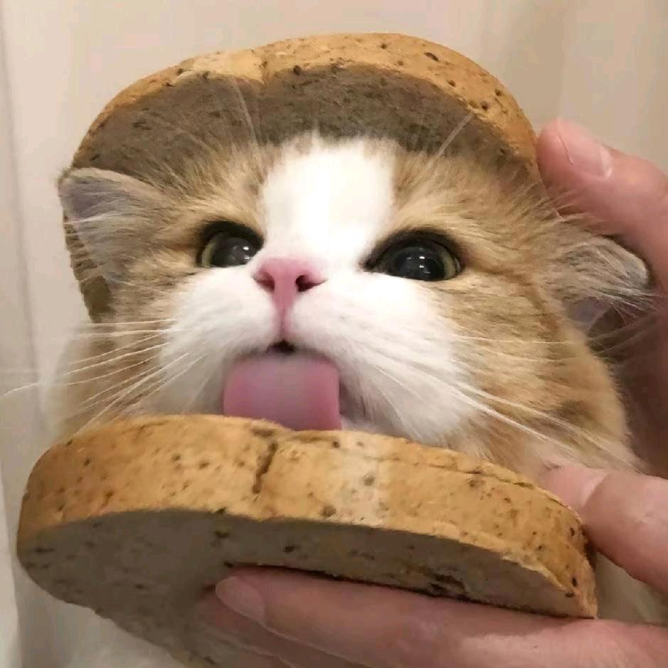 面包猫(三角洲行动)