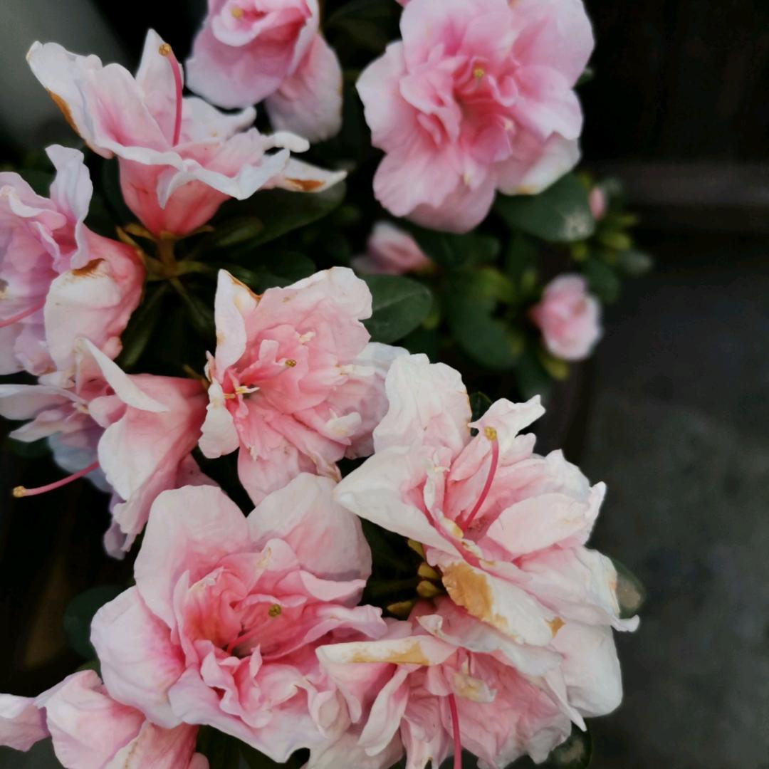 ꩵꦽ🦋有ཽ可能💞的话ཀྀ࿐