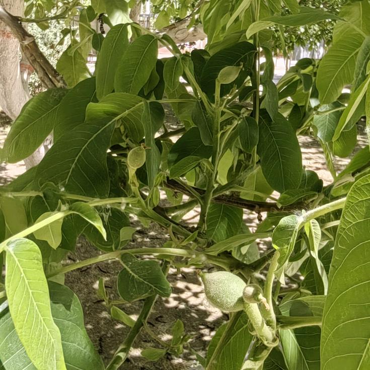 新疆纸皮核桃助农