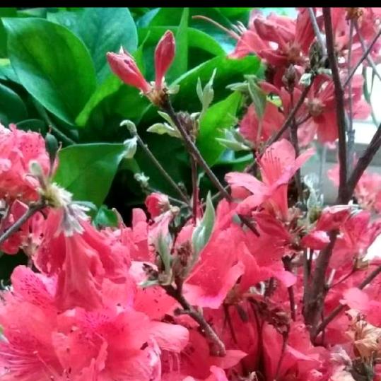 快乐明天🌷