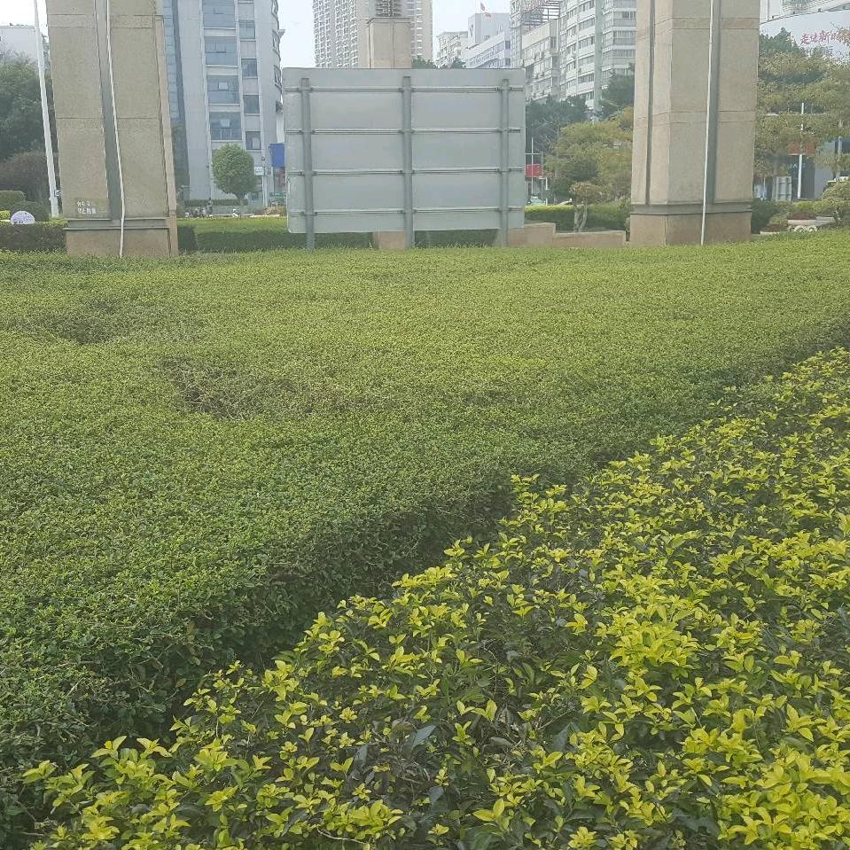 杜任骋