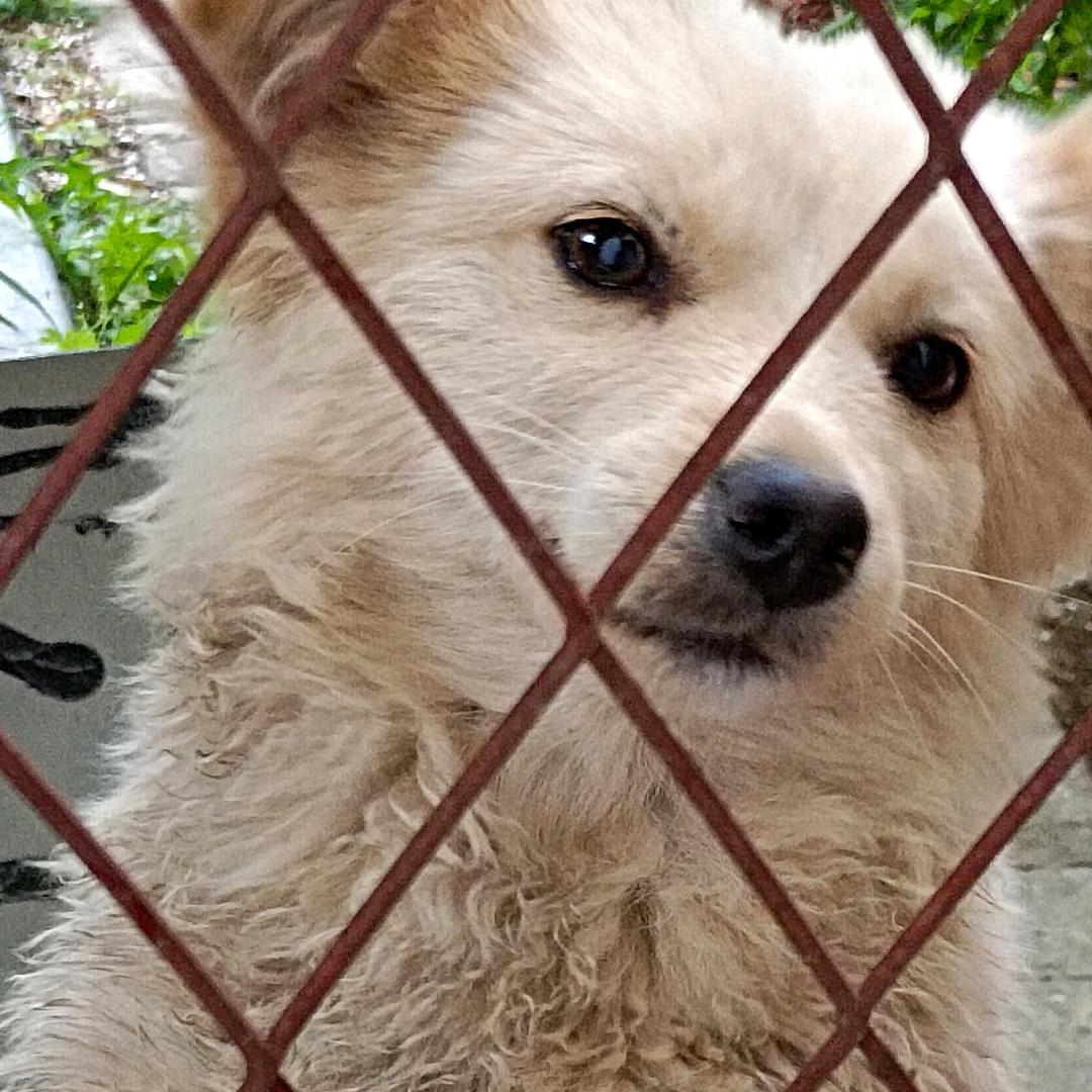 ^O^🐶狗头