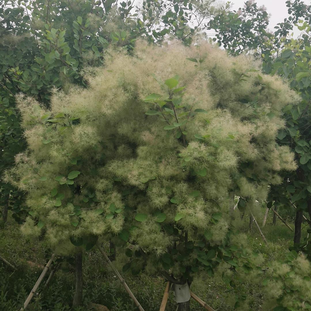 杨永旗
