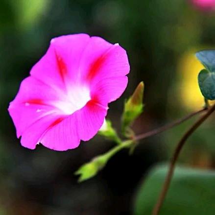 顺发家具小燕子！