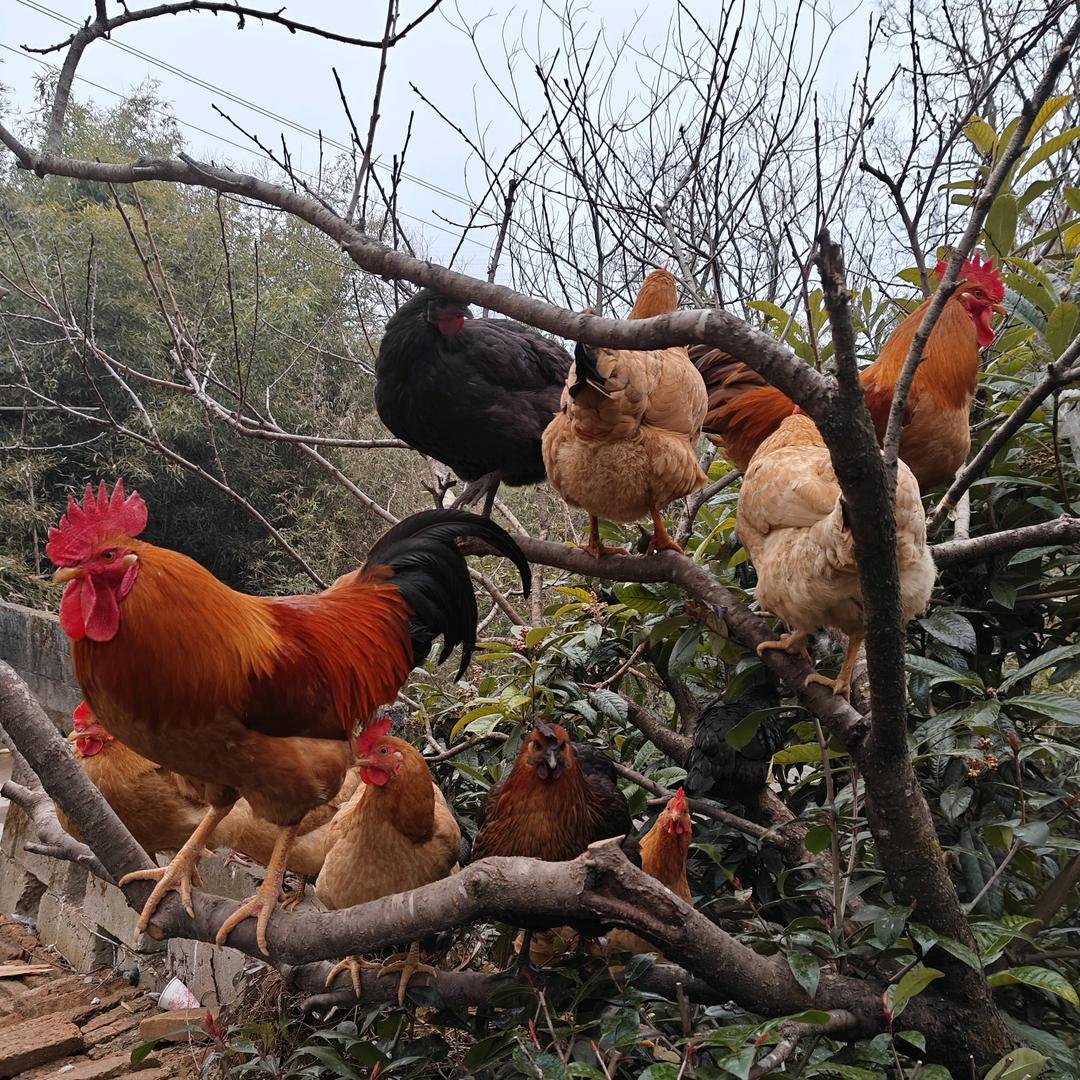 黄山阿文(顺心农场)