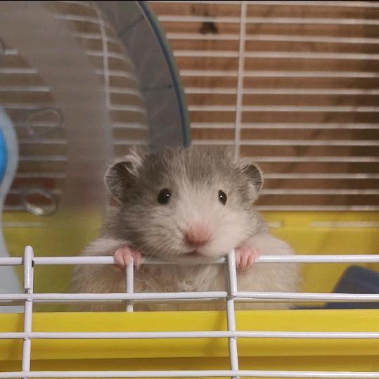 强气鼠鼠人（三角洲）