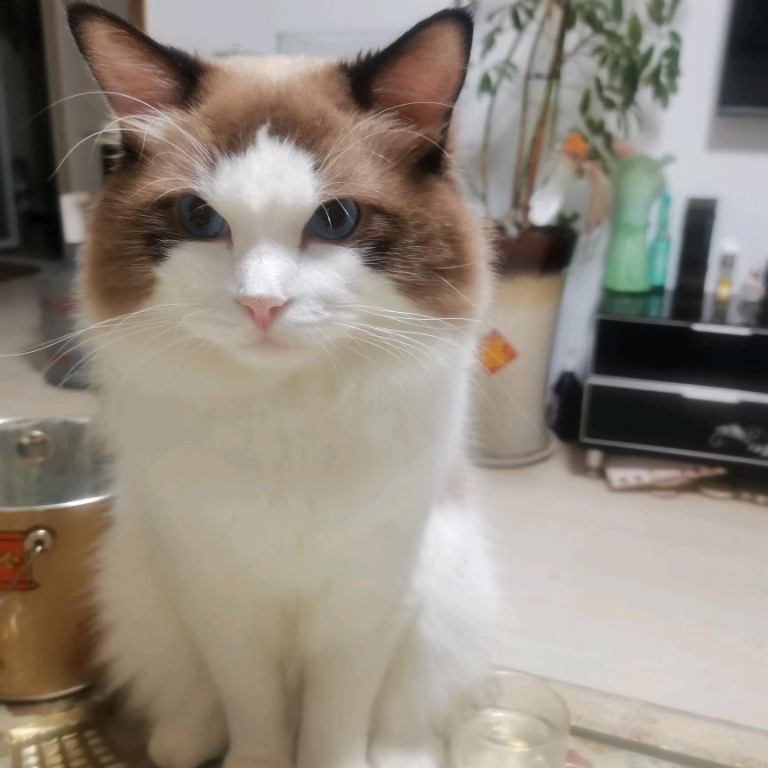 布偶小鱼🐟干