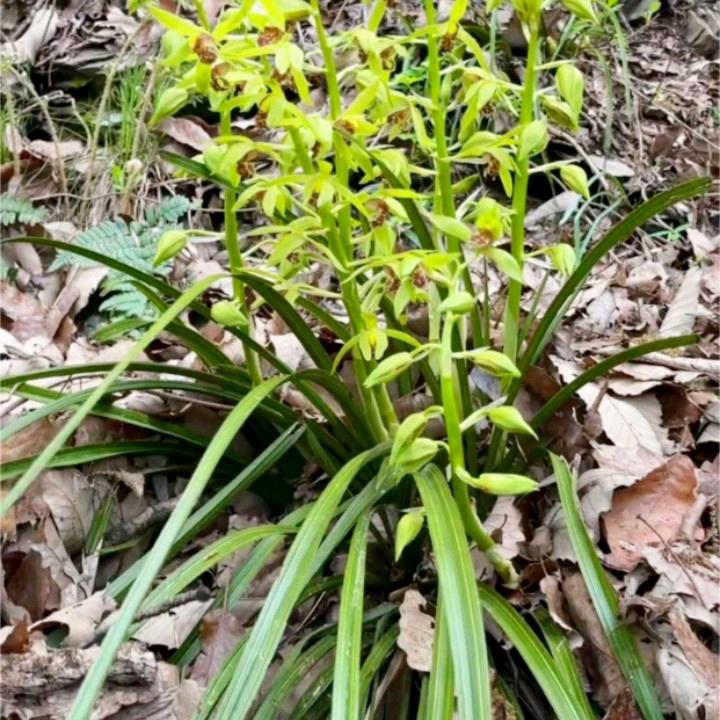 大山里的一颗草