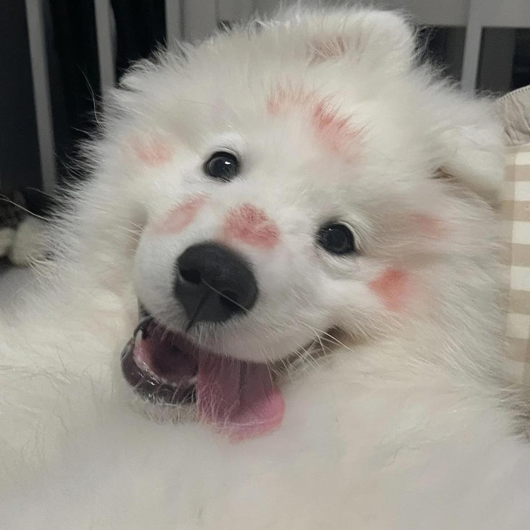 爱鬼混的小苏