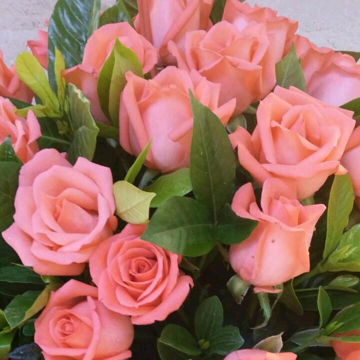 蝶恋花🌸