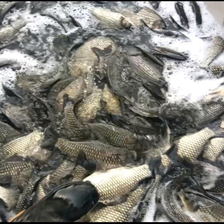 紫云轩休闲钓场