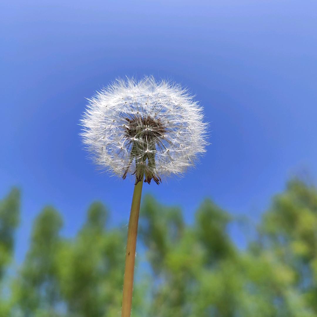 黄土高坡的妞