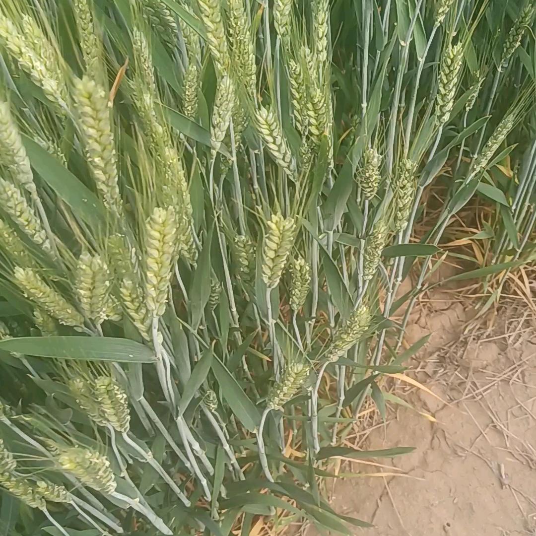 中国党集镇老谷农业