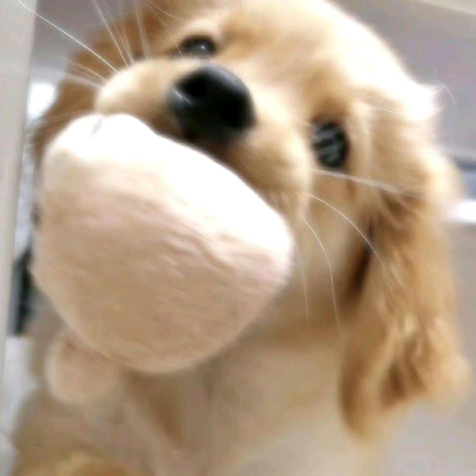 小瑶丸头像